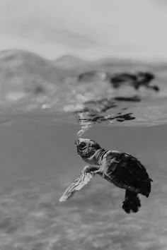 a black and white photo of a turtle swimming in the ocean with mountains in the background