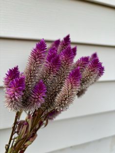 purple flowers in front of a white house