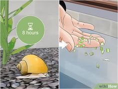 how to clean an aquarium with pictures