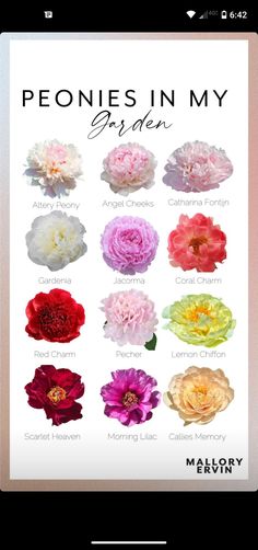 the peonies in my garden poster is shown