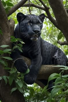 a black leopard sitting on top of a tree branch in a forest with lots of green leaves