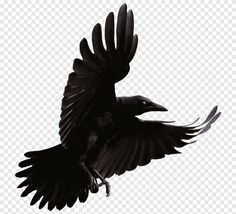 a black bird flying in the air with its wings spread out and it's head turned