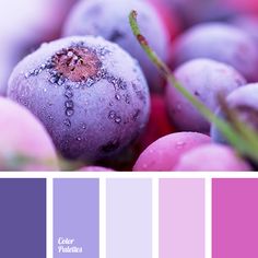 the color scheme is purple and pink with some blueberries on it, as well as other colors