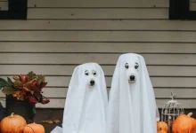 two ghost dogs standing in front of pumpkins