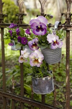 colorful pansies are hanging from an iron fence