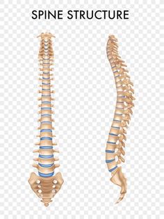 the back and side view of a human skeleton