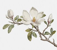 a white flower on a branch with green leaves