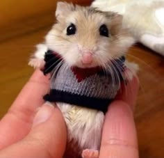 a hamster in a sweater being held by someone