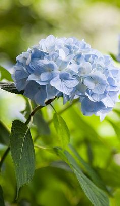 a blue flower with green leaves in the background