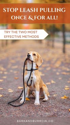 a brown and white dog sitting on top of a road with a leash in it's mouth