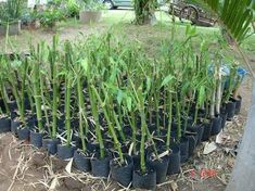 a bunch of plants that are sitting in the dirt