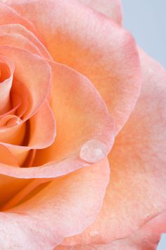 an orange rose with water droplets on it's petals and the center is pink