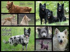 many different types of dogs are shown in this collage with the words mud colors