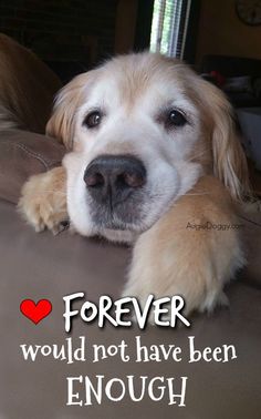 a dog laying on top of a couch next to a quote that says, forever would not have been enough