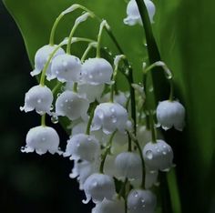 lily of the valley flowers with drops of water on them