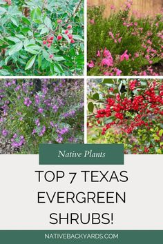 the top 7 texas evergreen shrubs with text overlay that reads native plants, top 7 texas evergreen shrubs