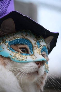 a white cat wearing a blue and gold mask