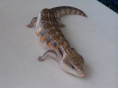 a small lizard sitting on top of a table