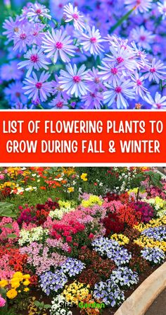 the list of flowering plants to grow during fall and winter with text overlay that reads list of flowering plants to grow during fall and winter