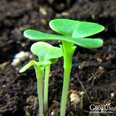 two young plants sprouting from the ground