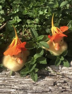 two ducklings with orange flowers on their heads