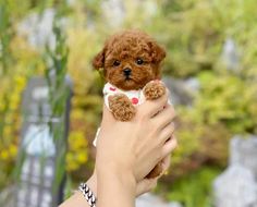 a person holding a small brown dog in their hand