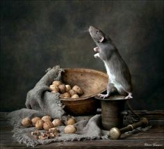 a rat sitting on top of a wooden bowl next to nuts