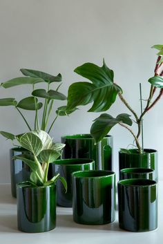 there are many green vases with plants in them