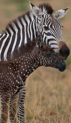 an adult zebra standing next to a baby zebra