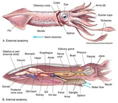 an octopus and squid are labeled in this diagram, which shows the different parts of their body