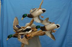 a group of ducks that are standing on a tree branch in front of a blue background