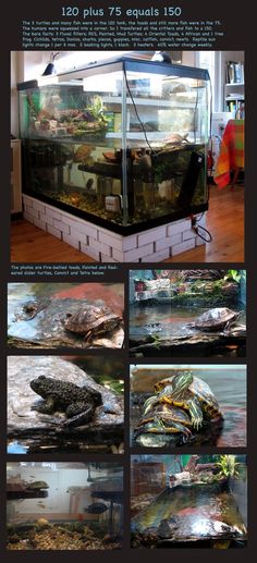 an aquarium with turtles and other animals in it