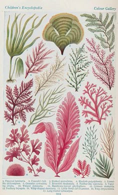 various types of seaweed and corals are shown in this illustration from an old book