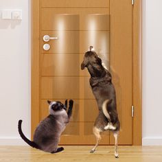 a cat and dog playing with each other in front of a door that has glass panels on it