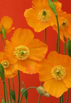 bright orange flowers with green stems against a red background