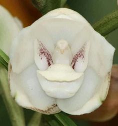 a close up of a flower with white petals