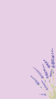 lavender flowers against a pastel purple background