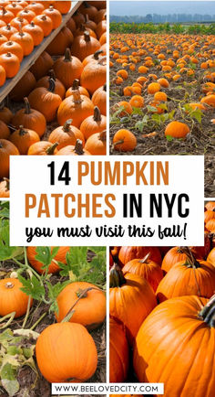 Here are all the best pumpkin patches near NYC.  pumpkin nyc | pumpkin patch nyc | pumpkin patch outfit nyc | what to do in NYC in october | NYC in the fall | fall in new york city Nyc In October, What To Do In Nyc, Fall In New York, Pumpkins For Halloween, Pink Tractor, Best Pumpkin Patches, Patch Outfit