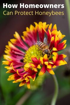 honeybee on a flower with text overlay 'how homeowners can protect  honeybees' Male Bee, Bee Friendly Garden, Bee Colony, Mason Bees, Bee Sting, Bee Garden, Bee Friendly, Save The Bees