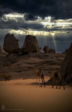 two camels are walking in the desert under a cloudy sky with sunbeams