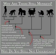 an image of monkeys and humans with text that says, why do you still not understand?