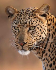 a close up of a cheetah looking at the camera