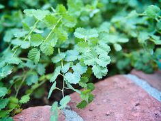 some green plants growing out of the rocks