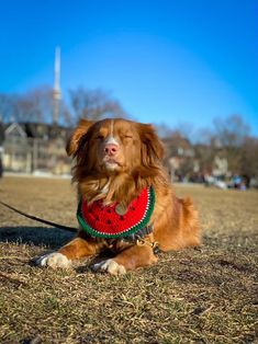 a dog with a watermelon collar laying in the grass on a sunny day