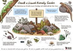 an illustrated poster describing the life cycle of a lizard and other animals in its habitat