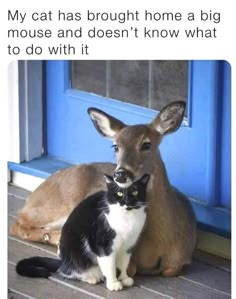 a cat sitting next to a kangaroo on the ground with caption saying, my cat has brought home a big mouse and doesn't know what to do it