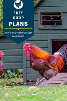 two roosters standing in front of a coop with the words free coop plans on it