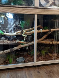 an animal in a glass enclosure with plants and rocks