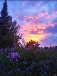 the sun is setting behind some trees and purple flowers in a field with tall grass