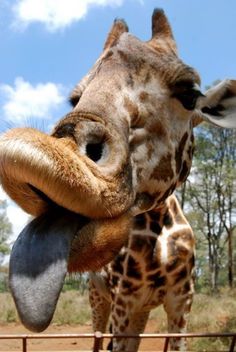 a giraffe sticking its tongue out over a fence